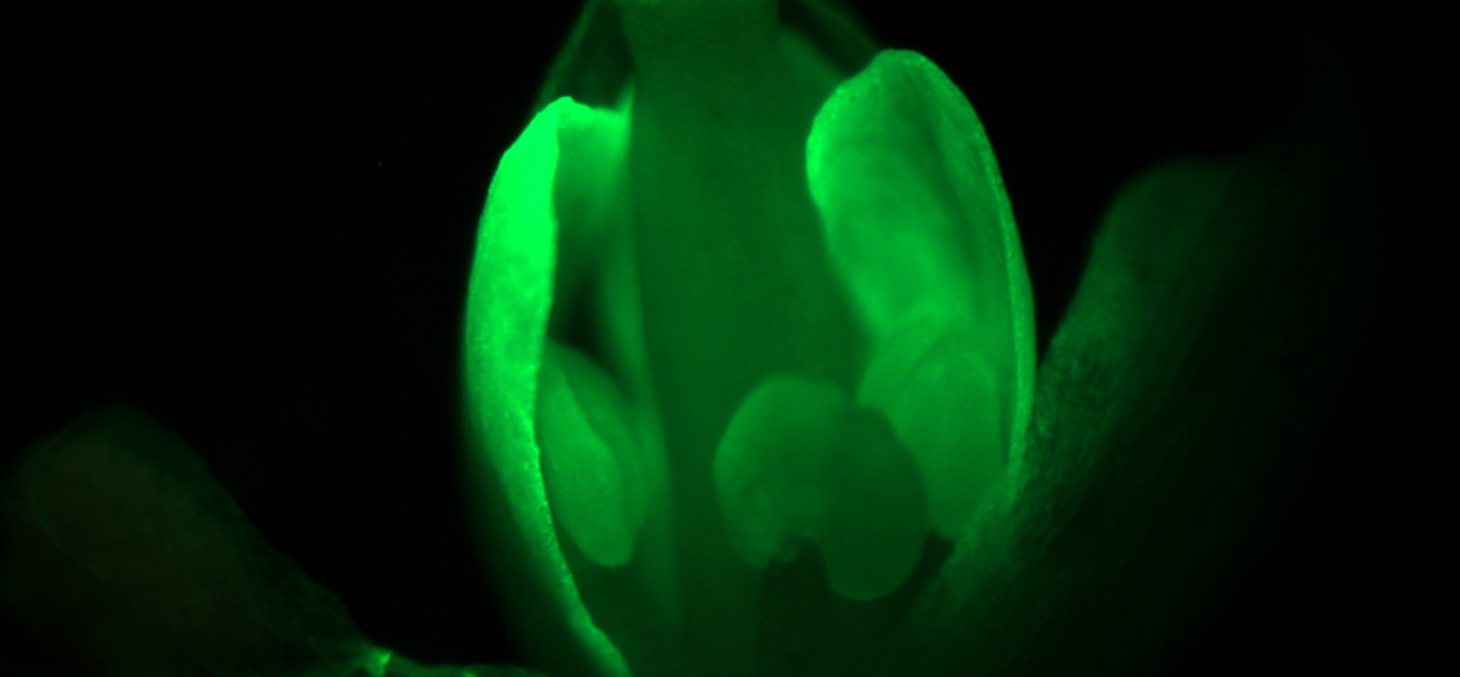 GFP ectopic expression in a Arabidopsis flower
