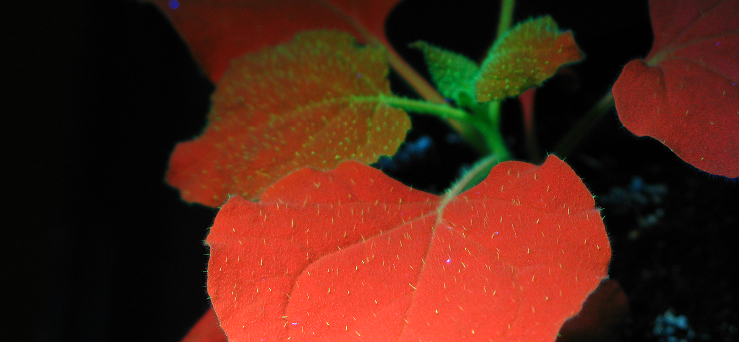 Nicotiana benthamina chlorophyll autofluorescence