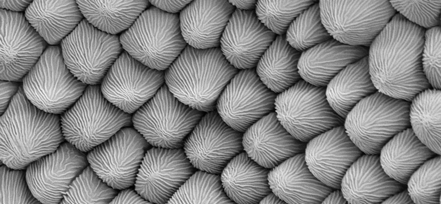 Surface of Petal in SEM